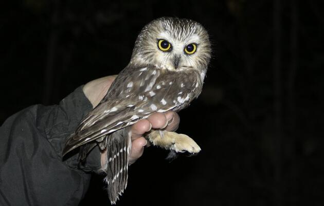 Northern Saw-Whet Owl Banding