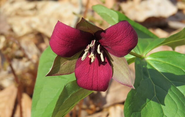 Wondrous Wildflowers