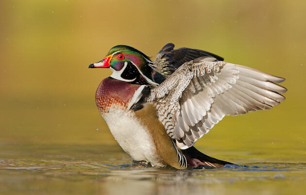 Connecticut Waterfowl Conservation Day