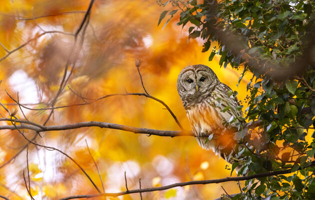 Owl-oween Enchanted Afternoon