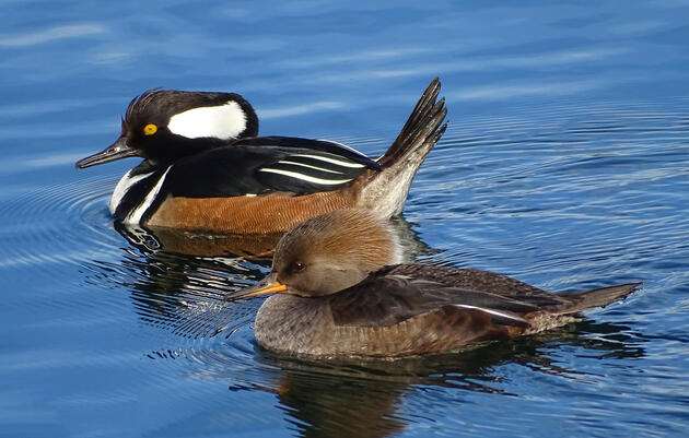 Birding at the Bruce - Great Backyard Bird Count