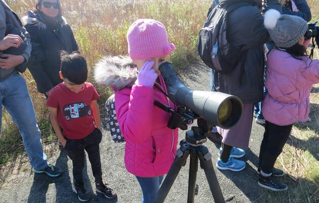 Birding Trip: Waterbirds & Migrants at Cove Island Park