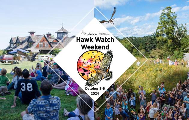 Hawk Watch Weekend 2024