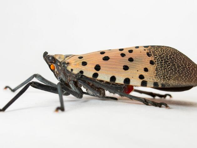 Bad Bug Alert: Spotted Lanternfly