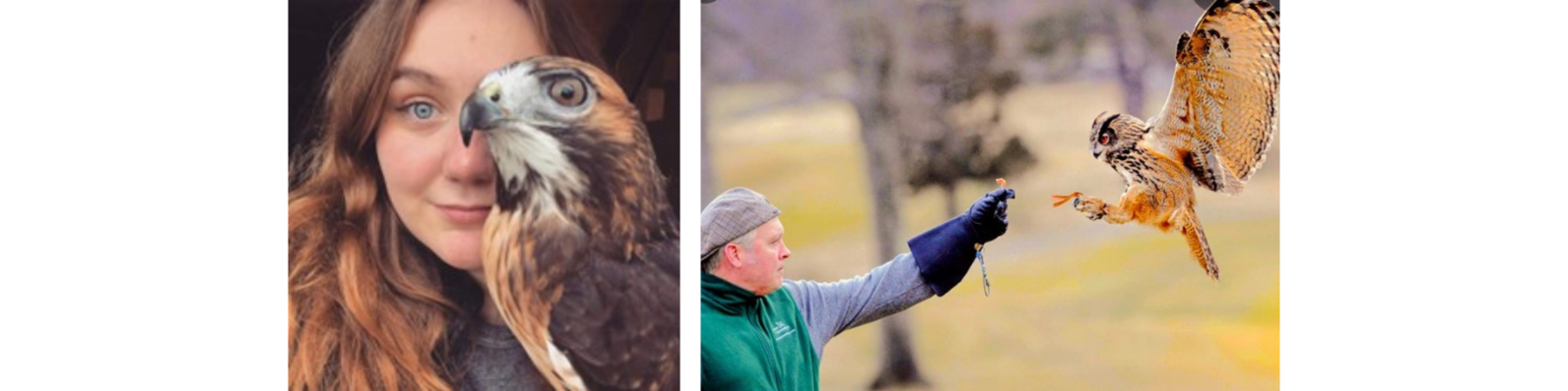 Two photos. First photo is a close up of a woman and a hawk. Second photo shows a man reaching out his arm for a large owl to land on it.