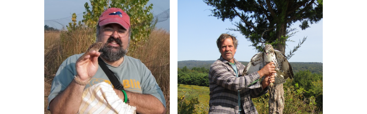 (Left) Frank Gallo holding a Song Sparrow while bird banding. (Right) Larry Fischer holding a Red-tailed Hawk.