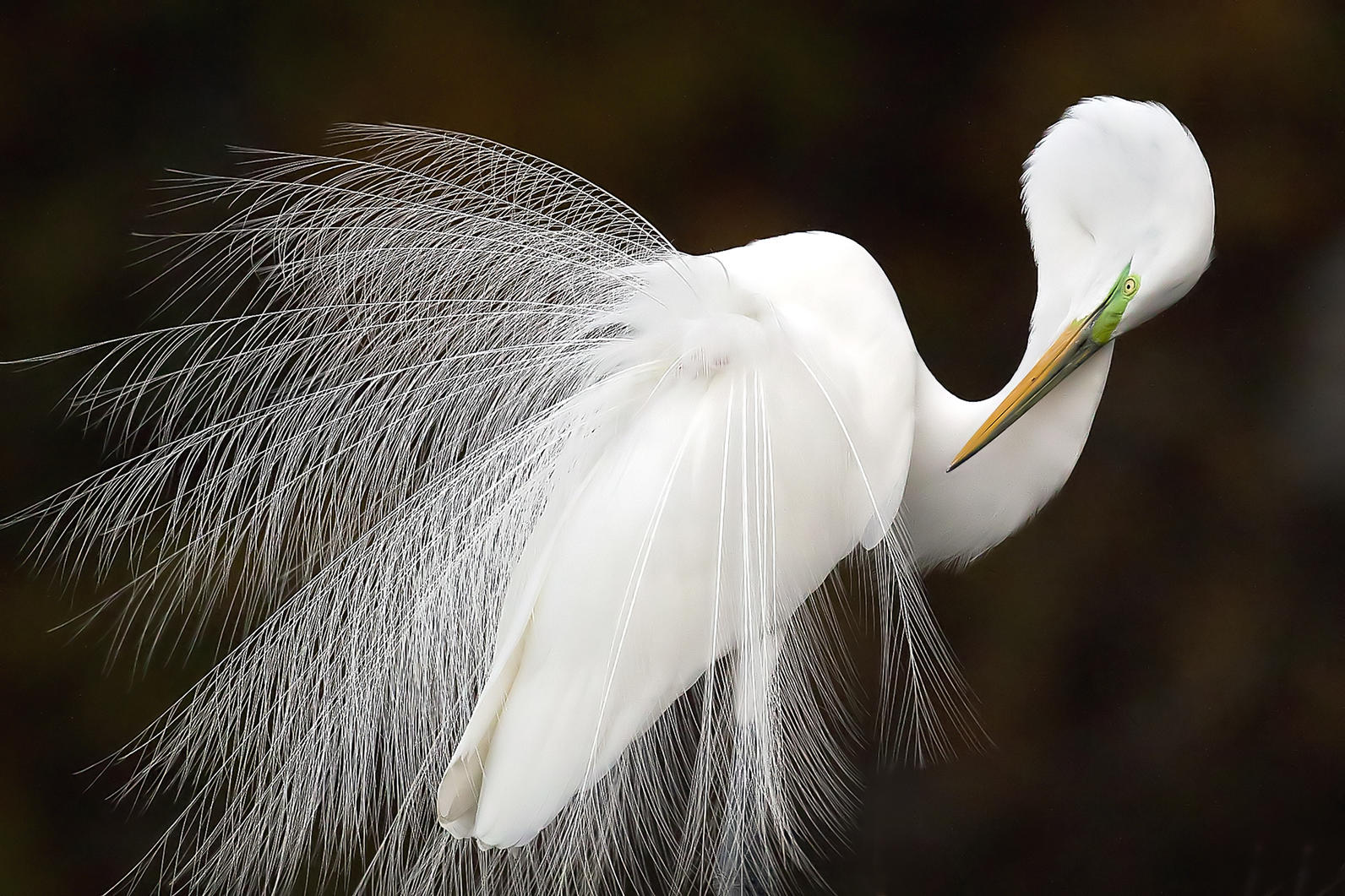 Melissa Groo Great Egret Photo