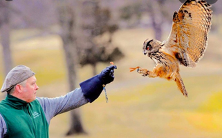 A Eurasian Eagle Owl about to land on a falconer's glove.
