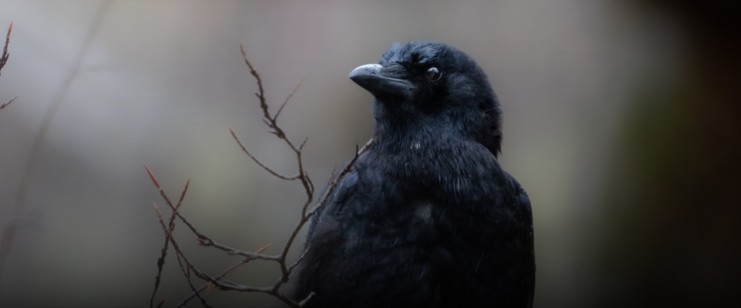 Close up of an American Crow against a dim gray background.